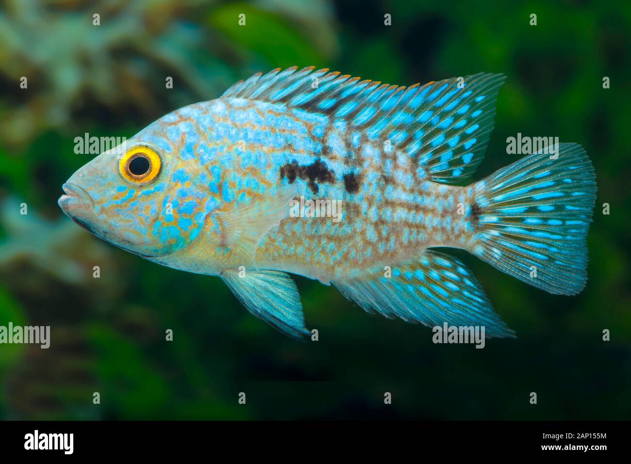 Pearlscale Cichlid, Lowland Cichlid (Herichthys carpintis,). Single fish in an aquarium Stock Photo