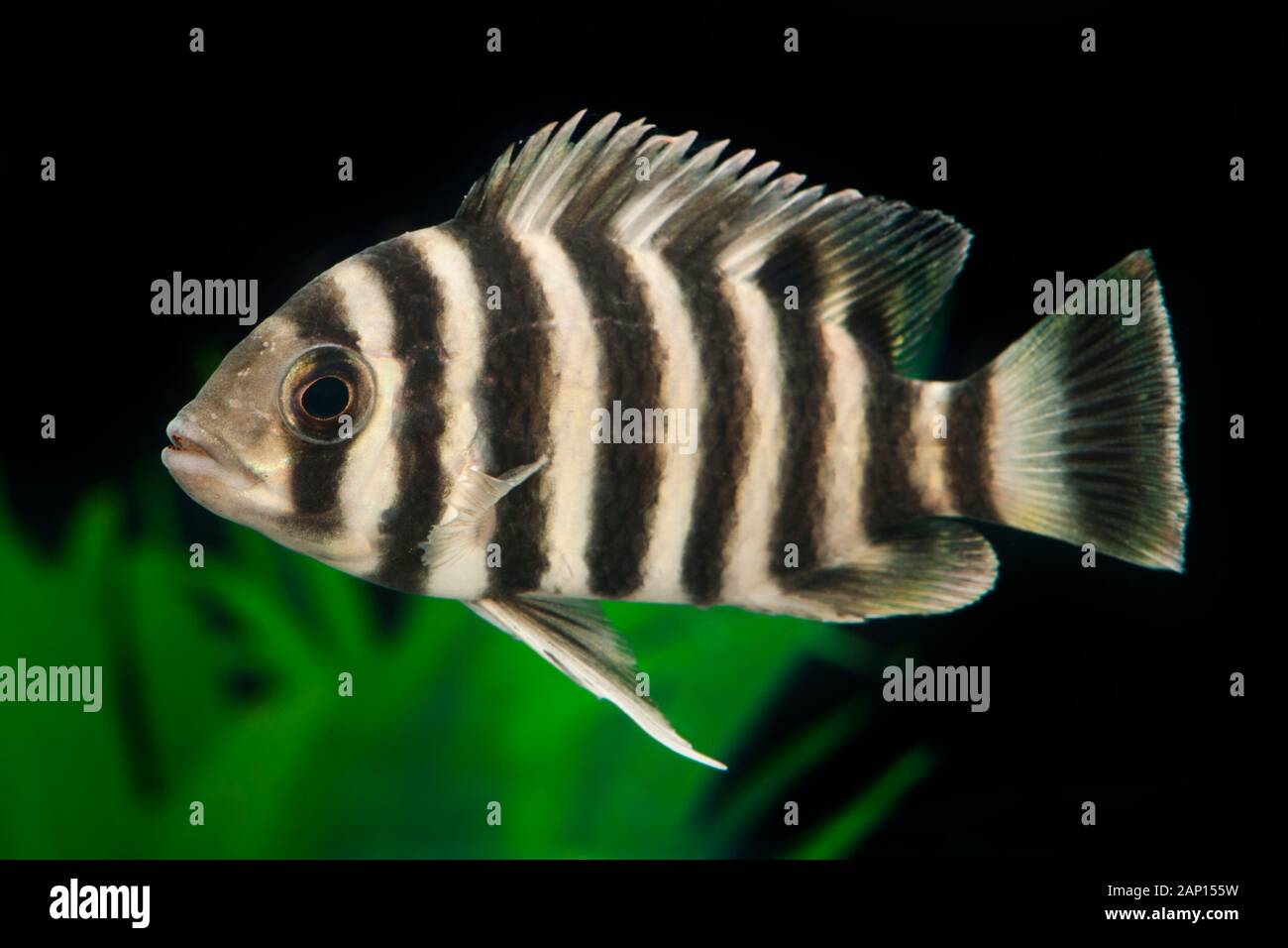 Zebra Tilapia (Heterotilapia buttikoferi). Single fish in an aquarium Stock Photo