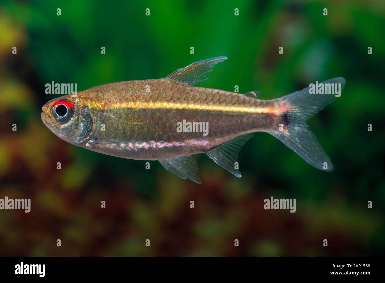 Redstriped Tetra (Hemigrammus rubrostriatus). Single fish in an aquarium Stock Photo