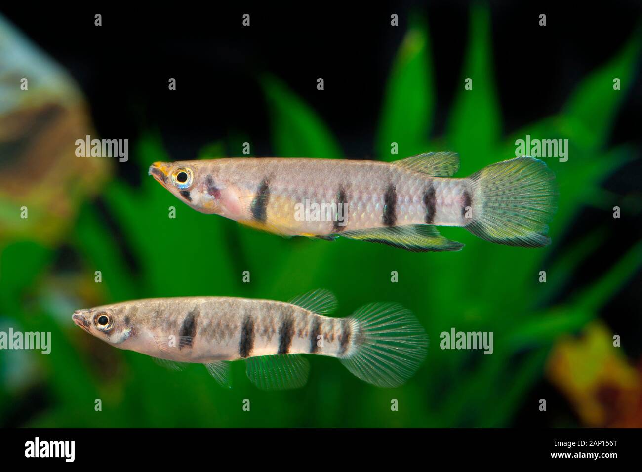 Redchin Panchax (Epiplatys dageti). Two fishes in an aquarium Stock Photo