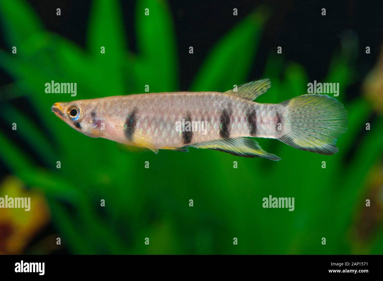 Redchin Panchax (Epiplatys dageti). Single fish in an aquarium Stock Photo