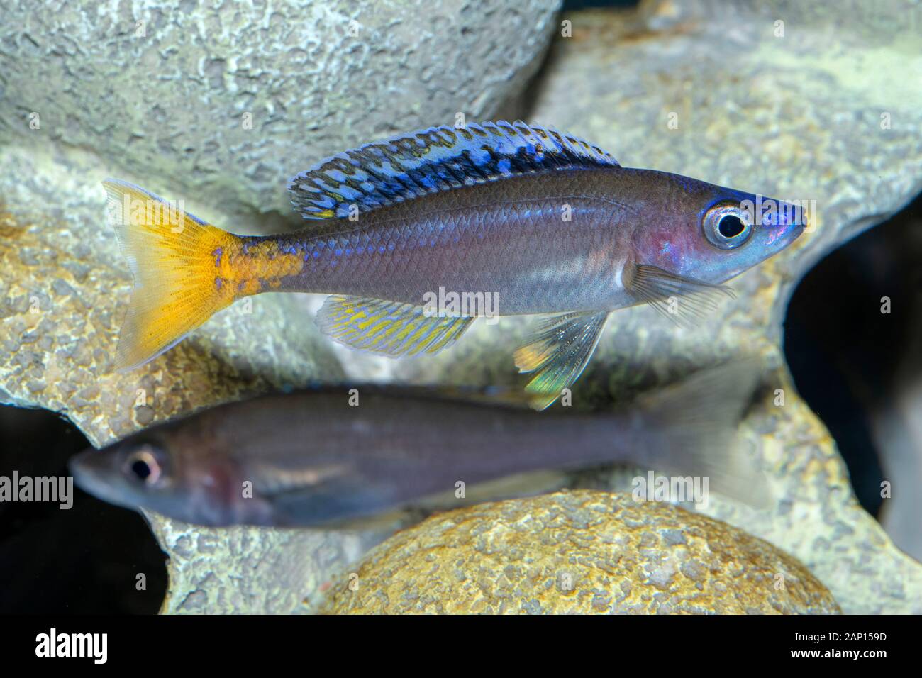 Slender Cichlid (Cyprichromis leptosoma). Two fishes in an aquarium Stock Photo