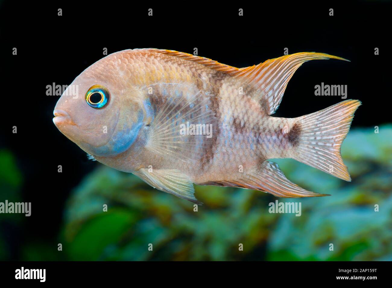 T-bar Cichlid, Sajica Cichlid (Amatitlania sajica). Adult fish under water. Germany Stock Photo