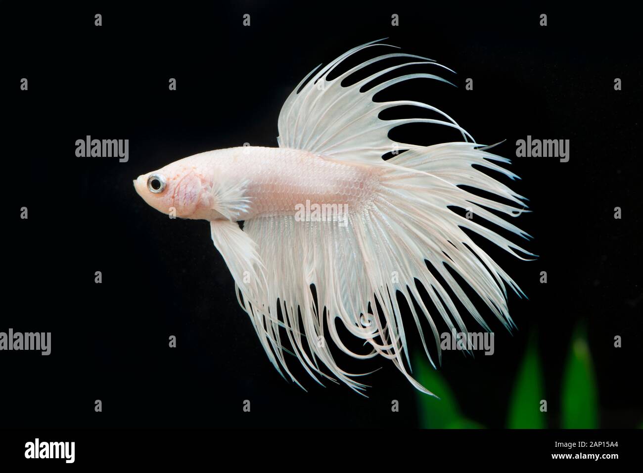 Siamese Fighter (Betta splendens Crowntail White Opaque). Adult fish under water. Germany Stock Photo