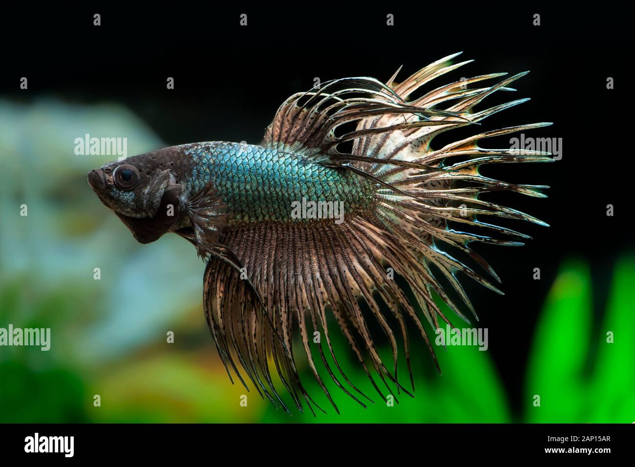 Siamese Fighter (Betta splendens Crowntail Copper). Adult fish under water. Germany Stock Photo