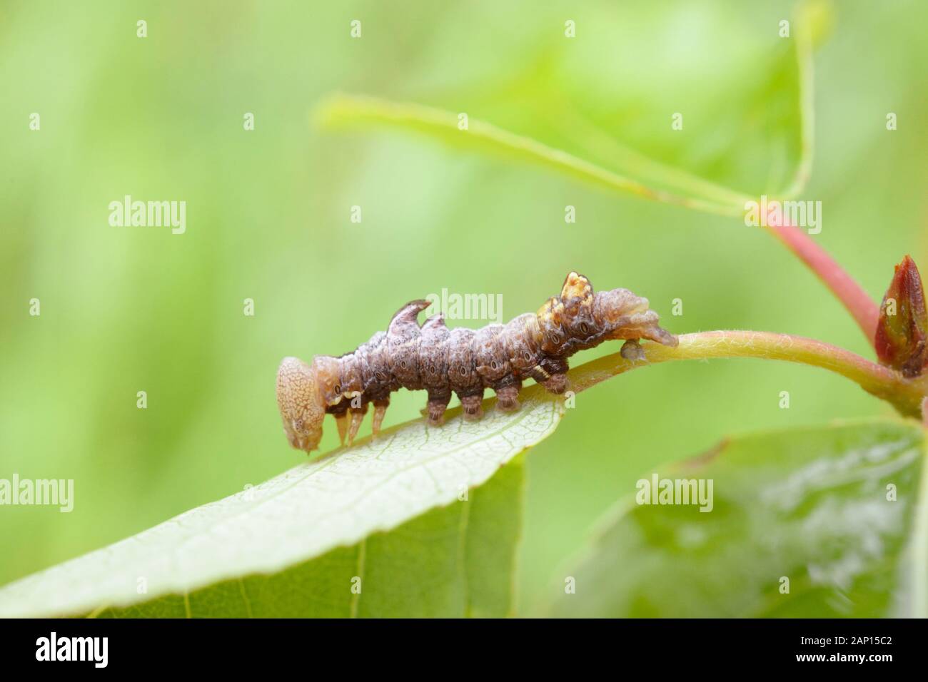 Notodonta ziczac, Pebble Prominent caterpillar,Wales, UK. Stock Photo