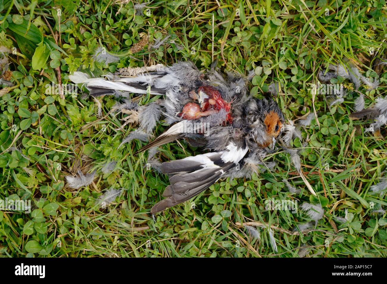 Fringilla coelebs, male Chaffinch, plucked and eviscerated by a predator, Wales, UK. Stock Photo