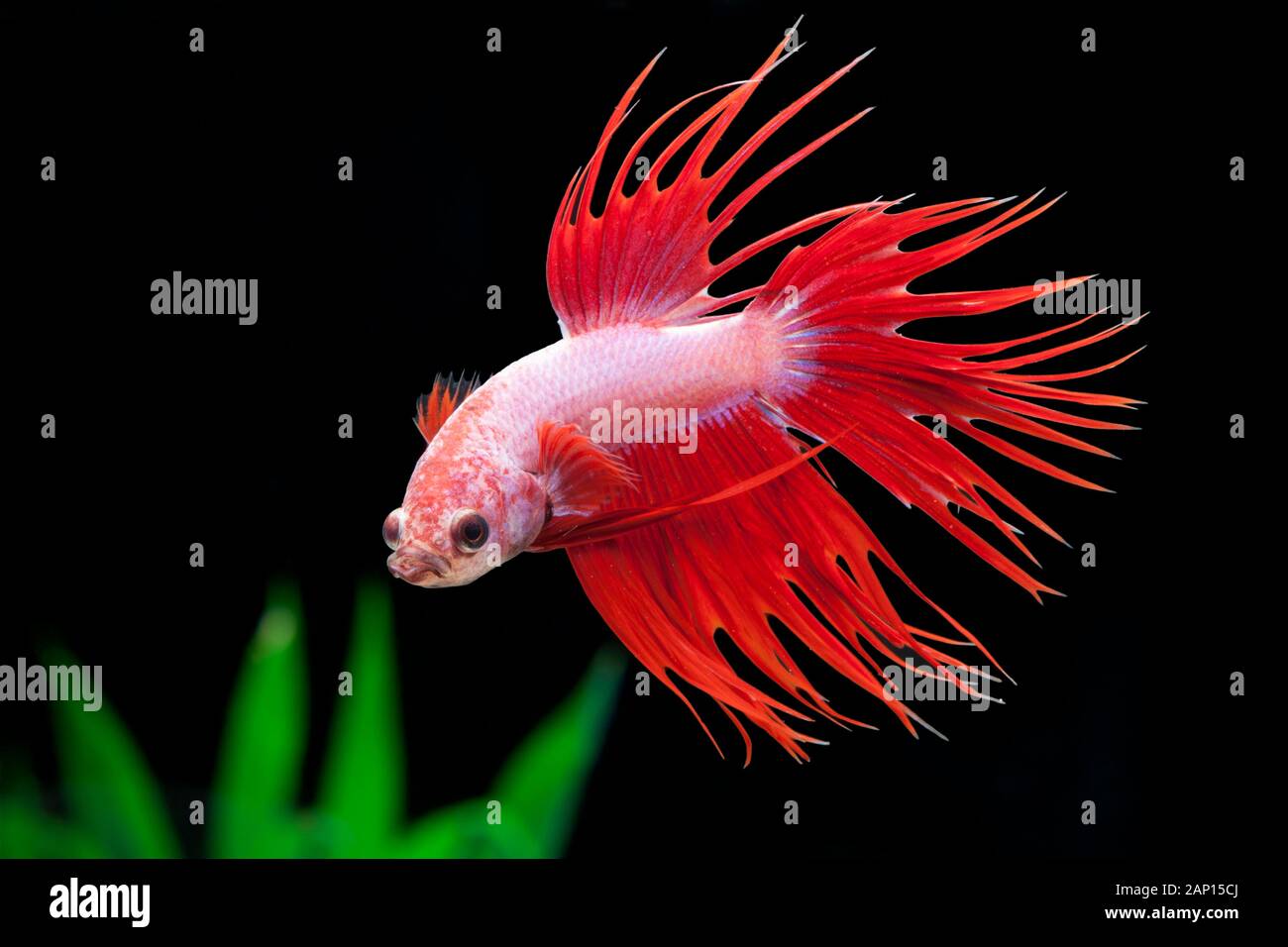 Siamese Fighter (Betta splendens Crowntail Green Dragon). Adult fish under water. Germany Stock Photo