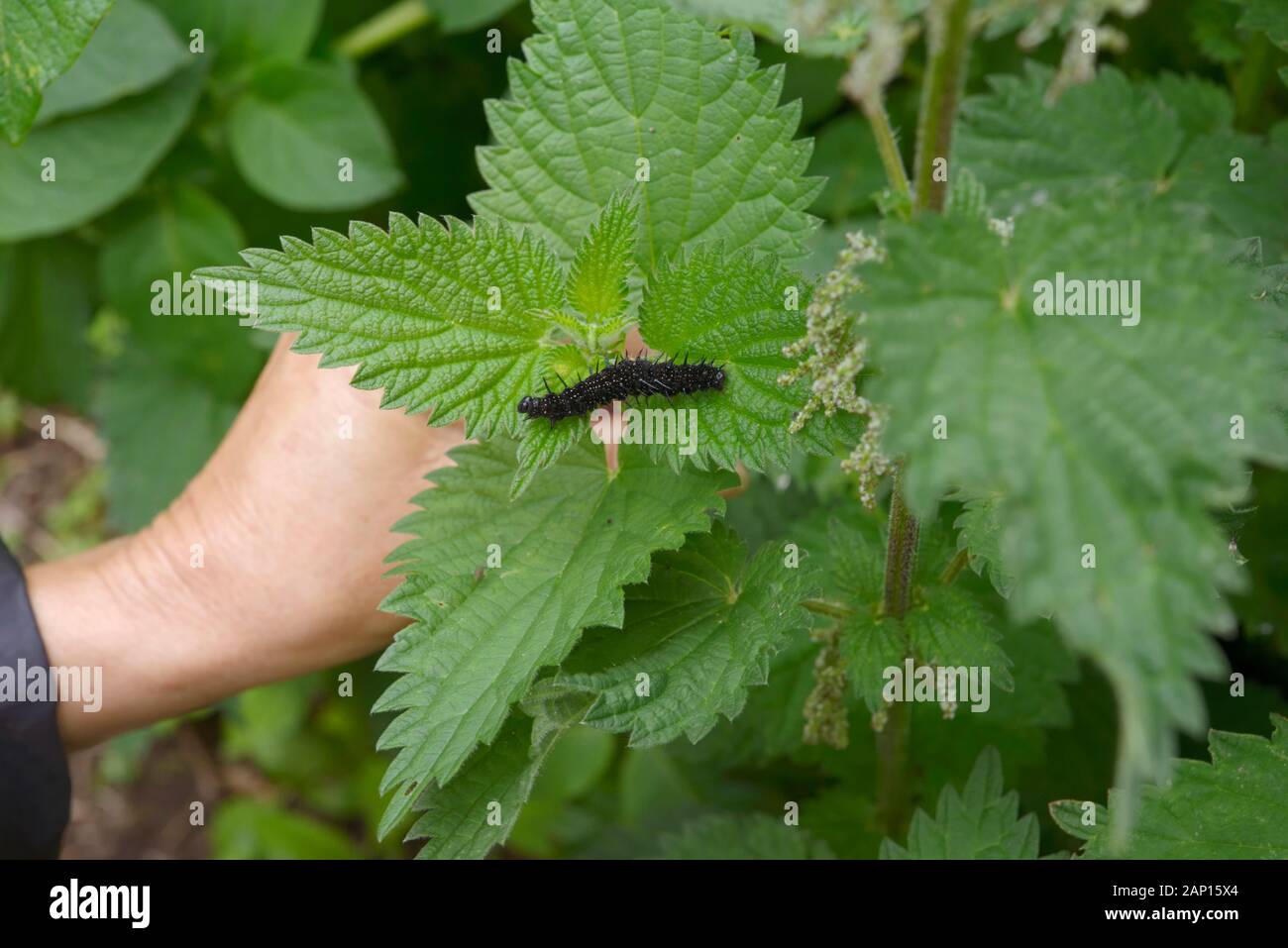 Inachis io, Peacock butterfly caterpillar feeding on Nettle, Urtica dioica leaves, Wales, UK. Stock Photo