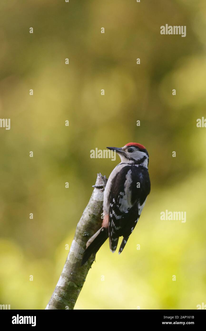 Dendrocopos major, Great Spotted Woodpecker juvenile, Wales, UK Stock Photo