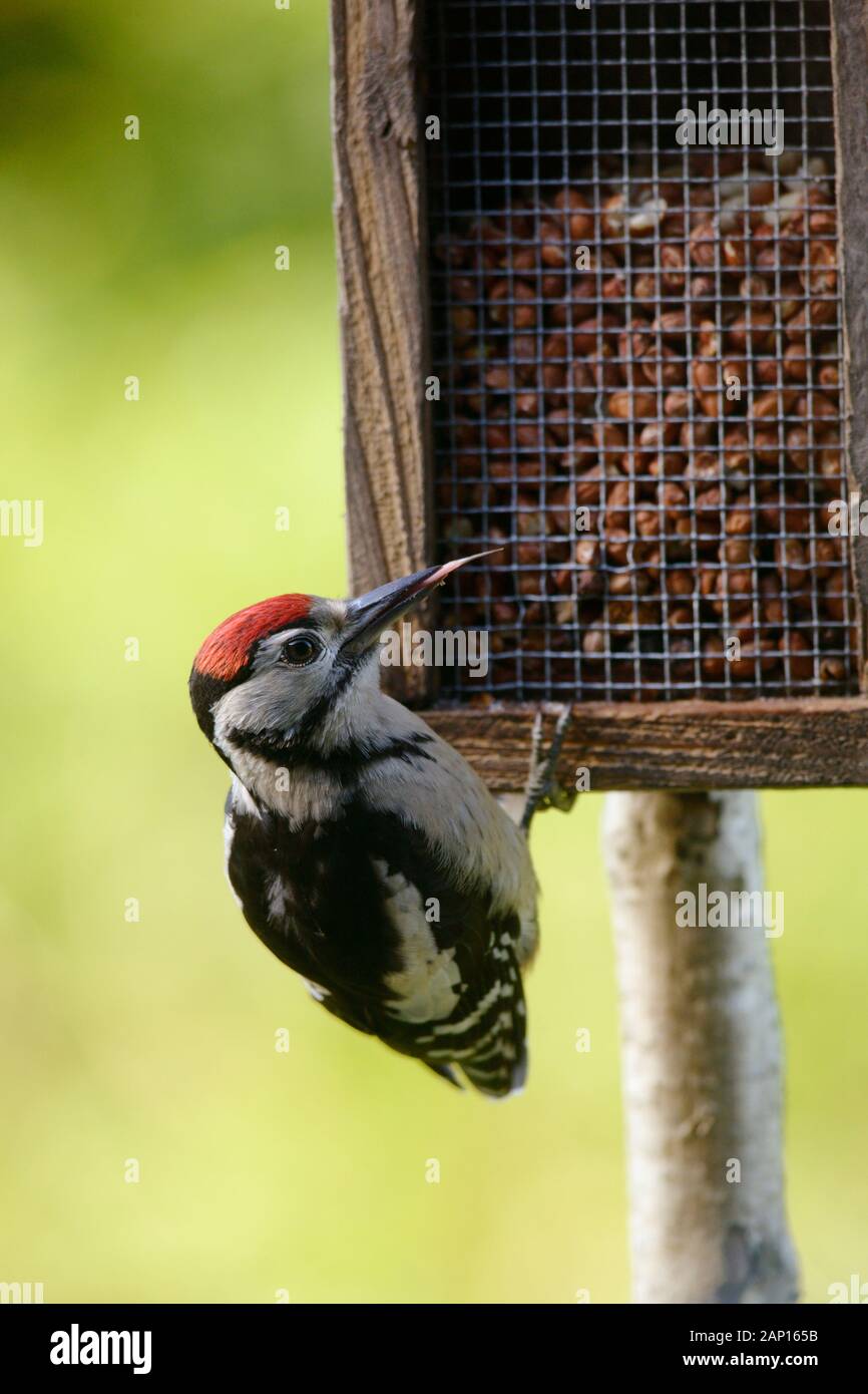 Dendrocopos major, Great Spotted Woodpecker juvenile, feeding on Peanuts in a wooden bird feeder, Wales, UK Stock Photo