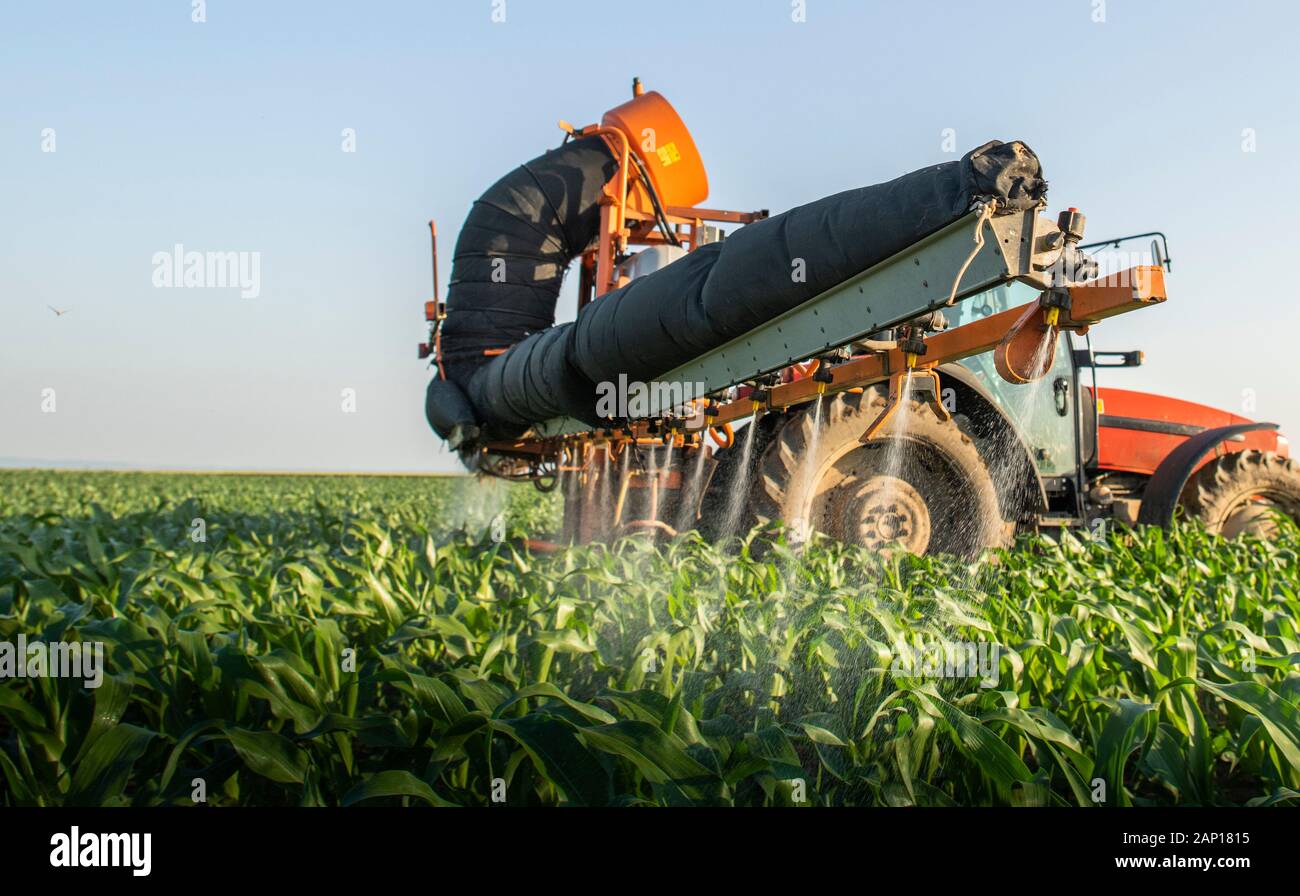 Tractor spraying pesticides on corn field with sprayer at spring Stock