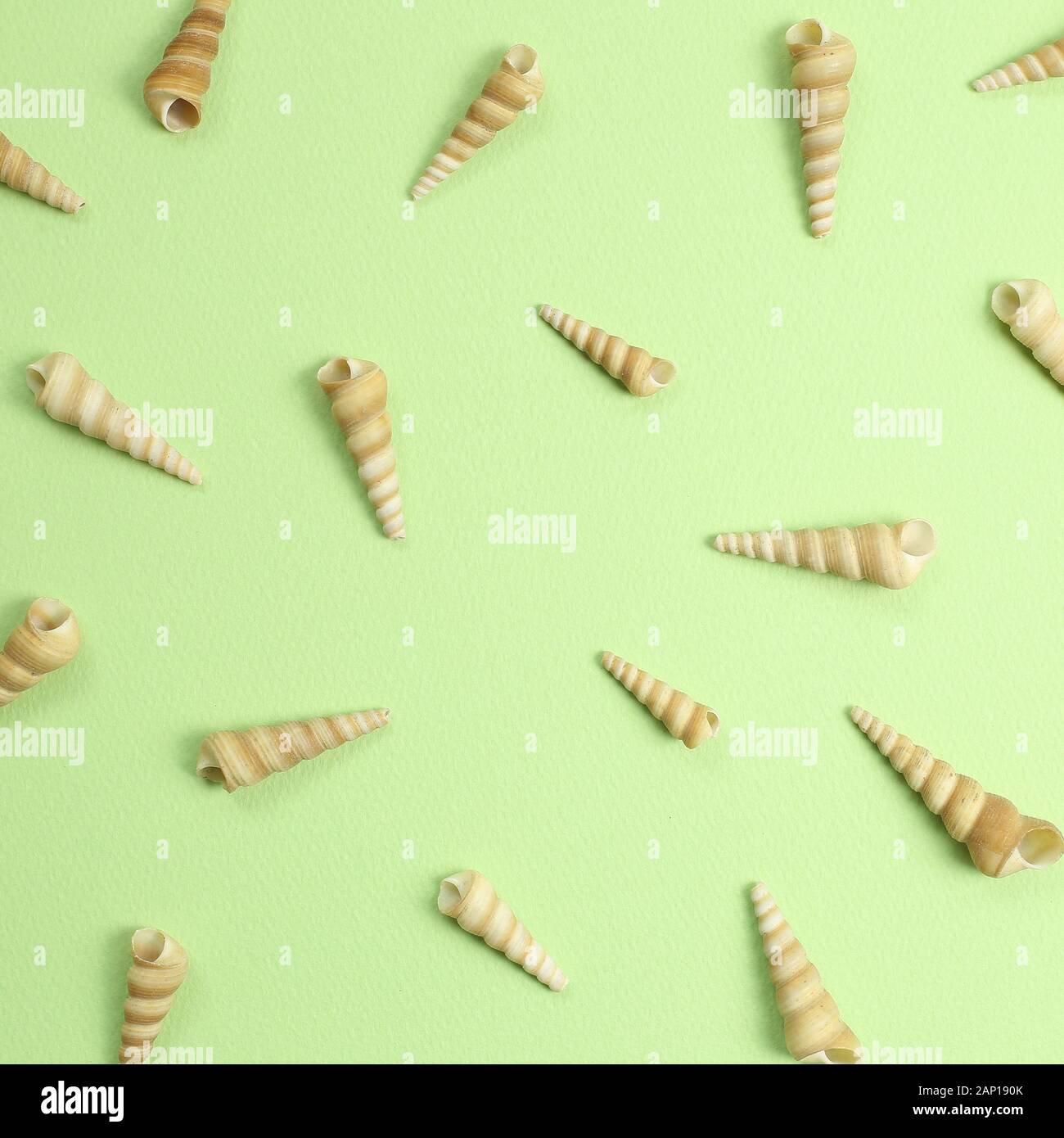 Marine decoration conch seashells on green background Stock Photo