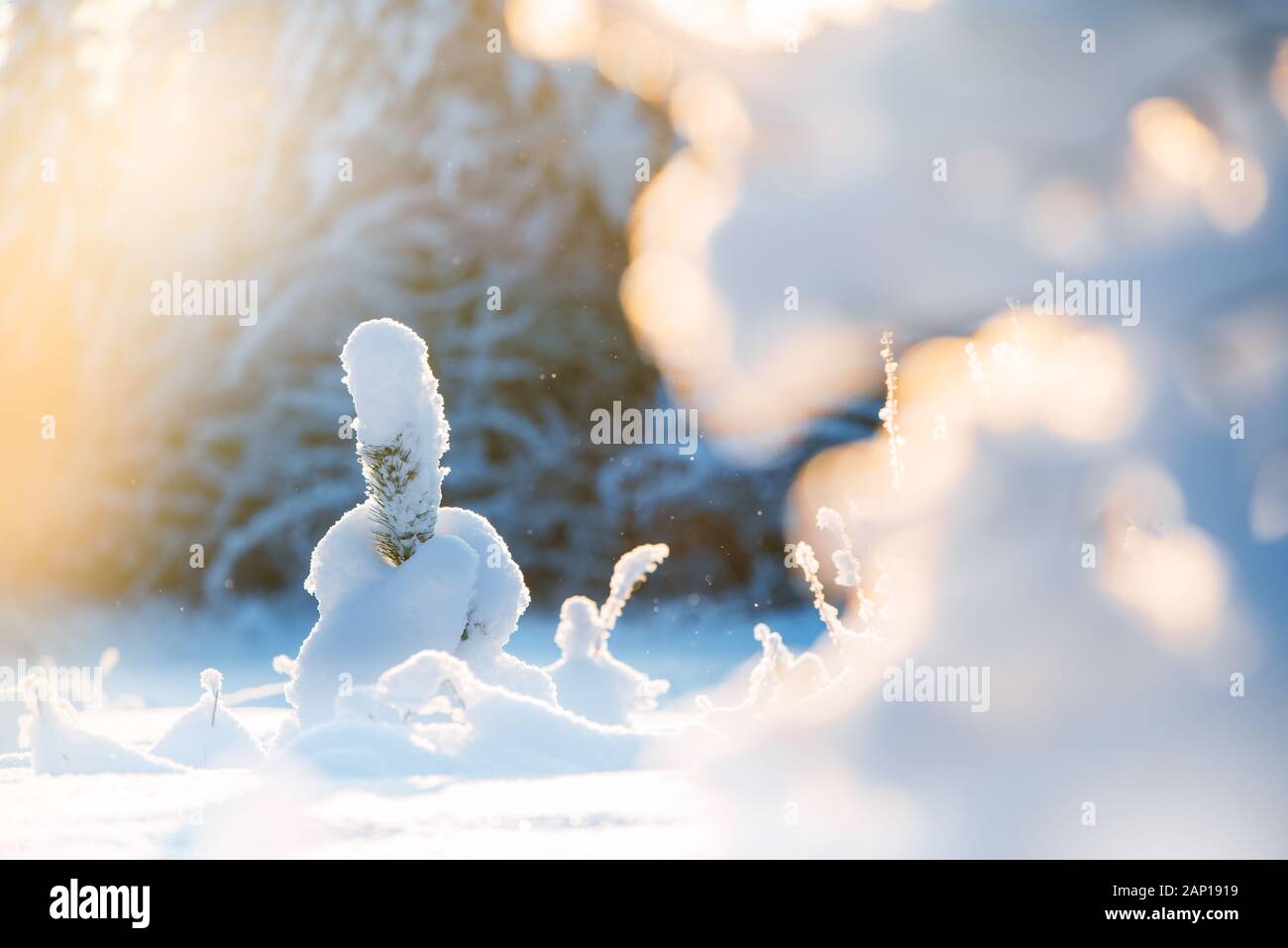 Young pine sapling covered with fresh snow, sunlight day in winter landscape Stock Photo