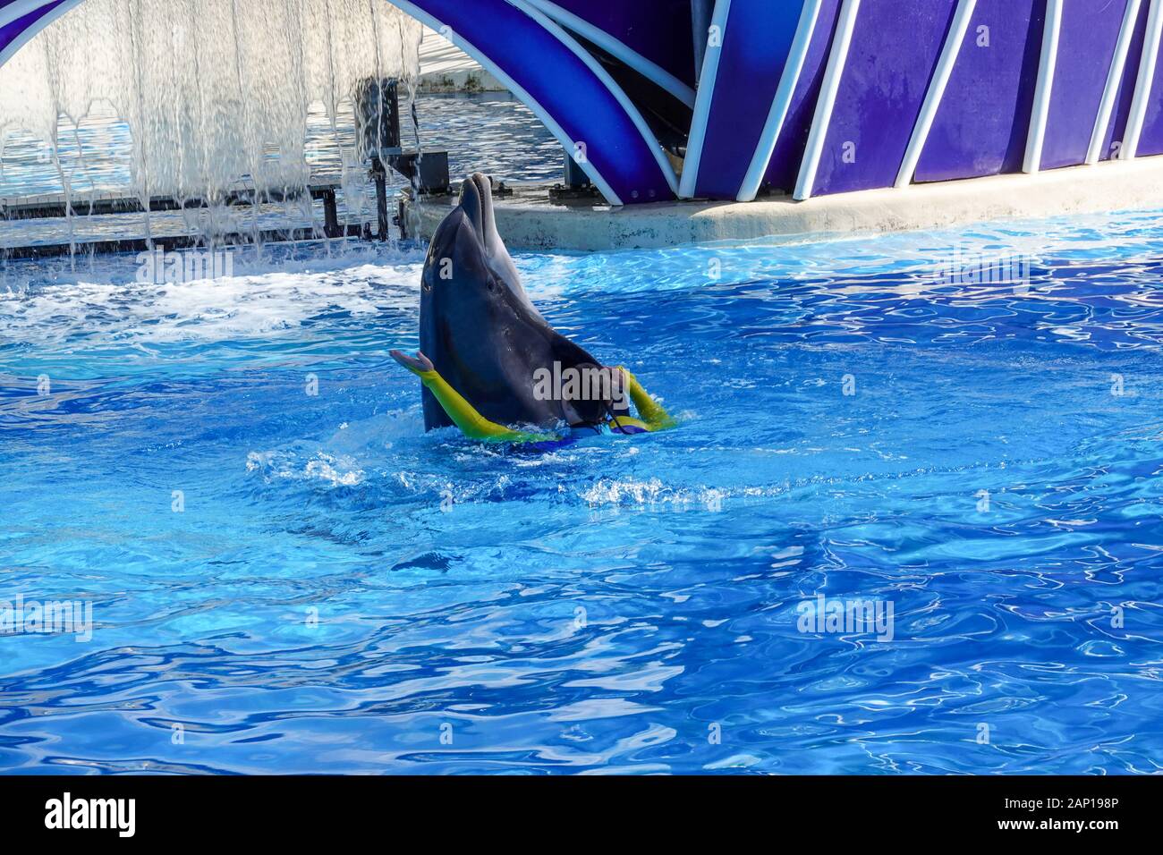 Orlando,FL/USA1/17/20 A Dolphin playing in the water at an aquarium