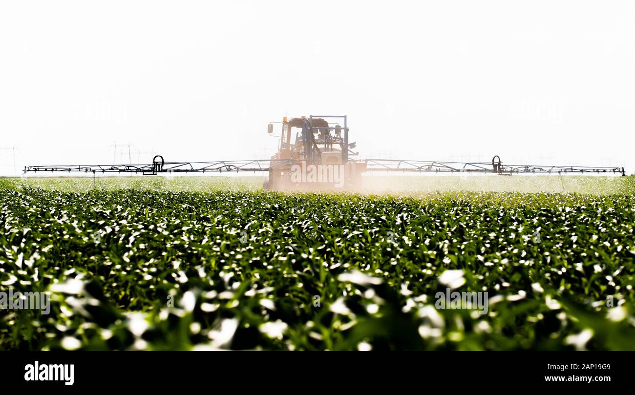 Tractor spraying pesticides on corn field with sprayer at spring Stock