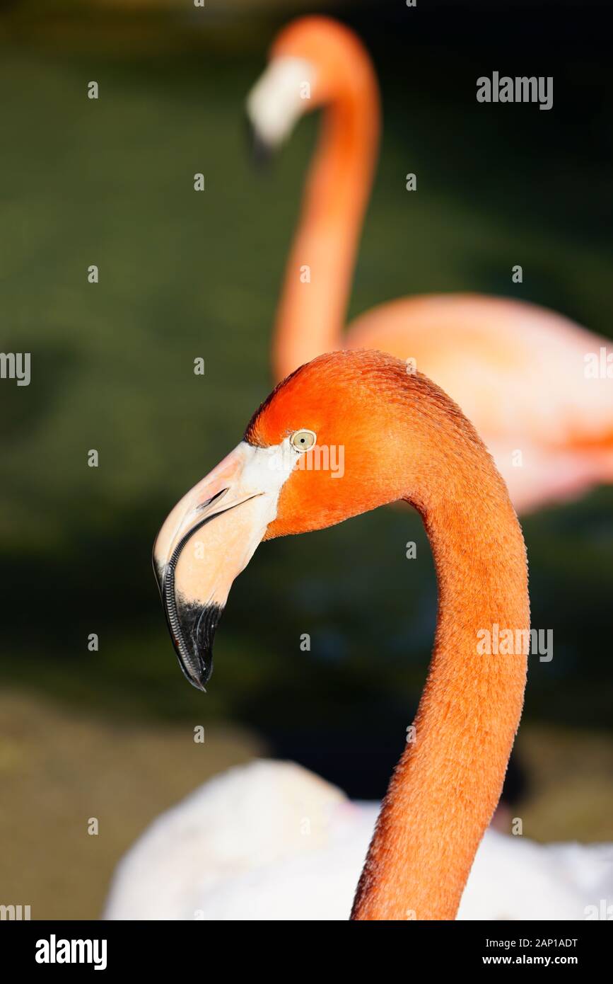 Head of a pink flamingo birds standing on one leg Stock Photo - Alamy