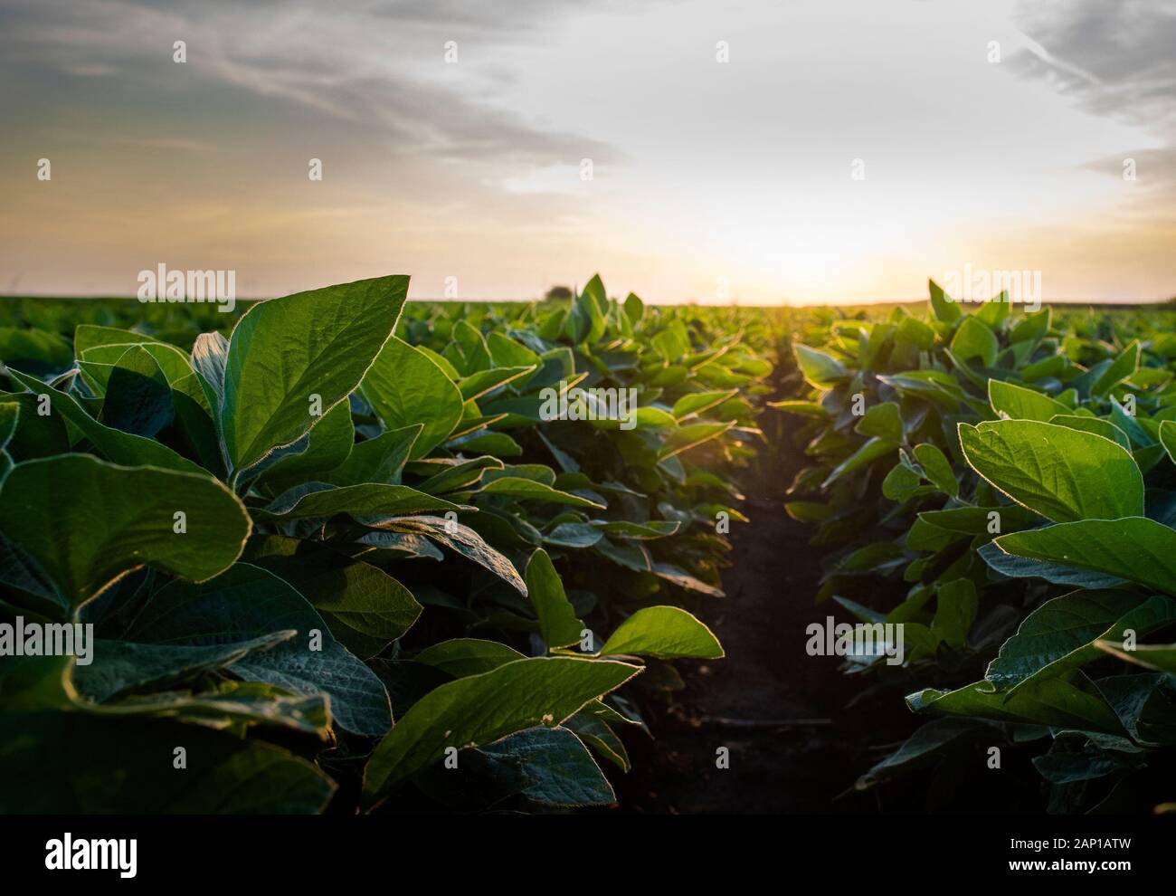 Open soybean field at sunset.Soybean field Stock Photo - Alamy