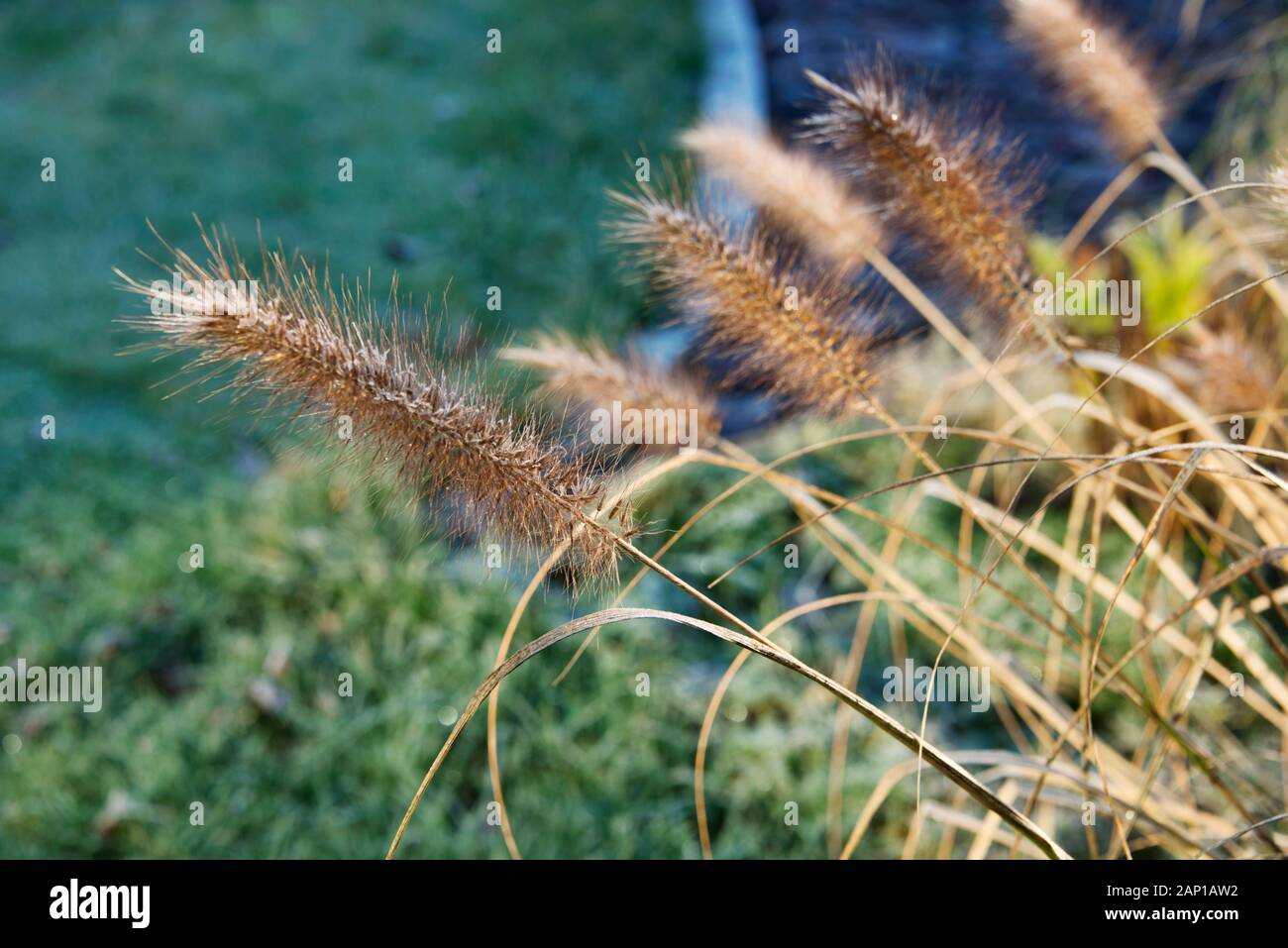 Ornamental grasses in winter hires stock photography and images Alamy