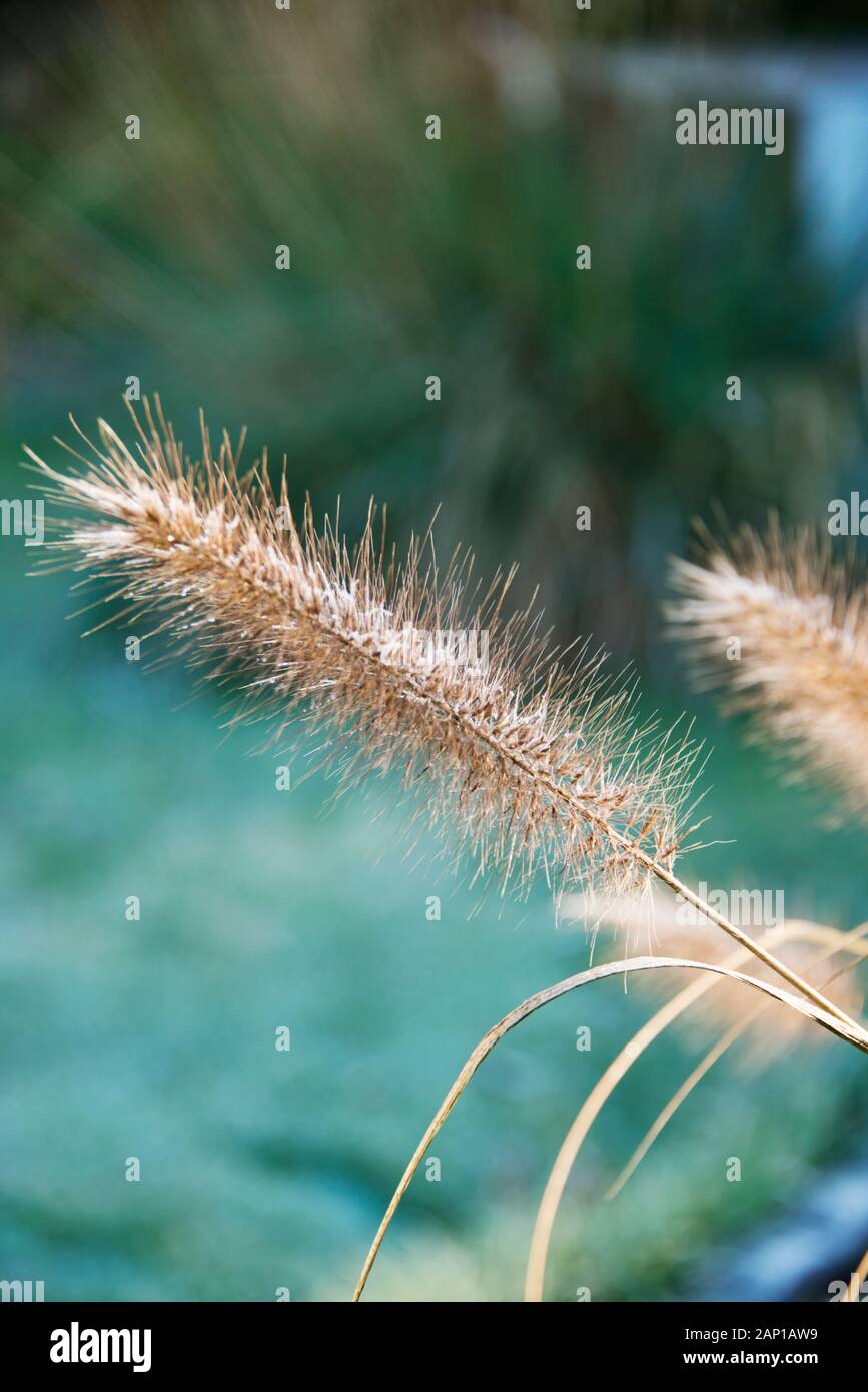 ornamental grasses with frost on winter morning Stock Photo Alamy