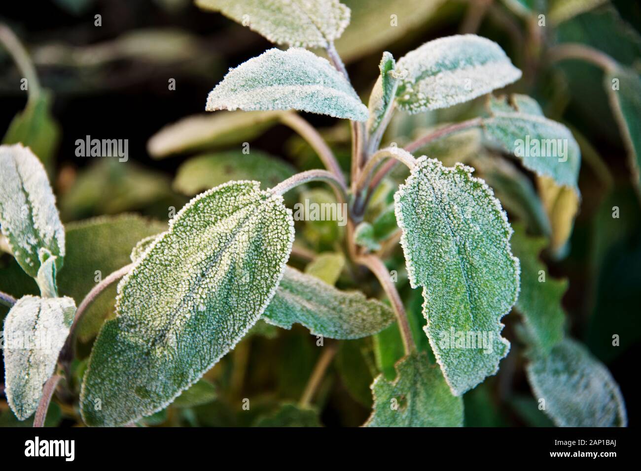 Sage Leaves with frost taken in winter morning light. Common Sage Stock  Photo - Alamy