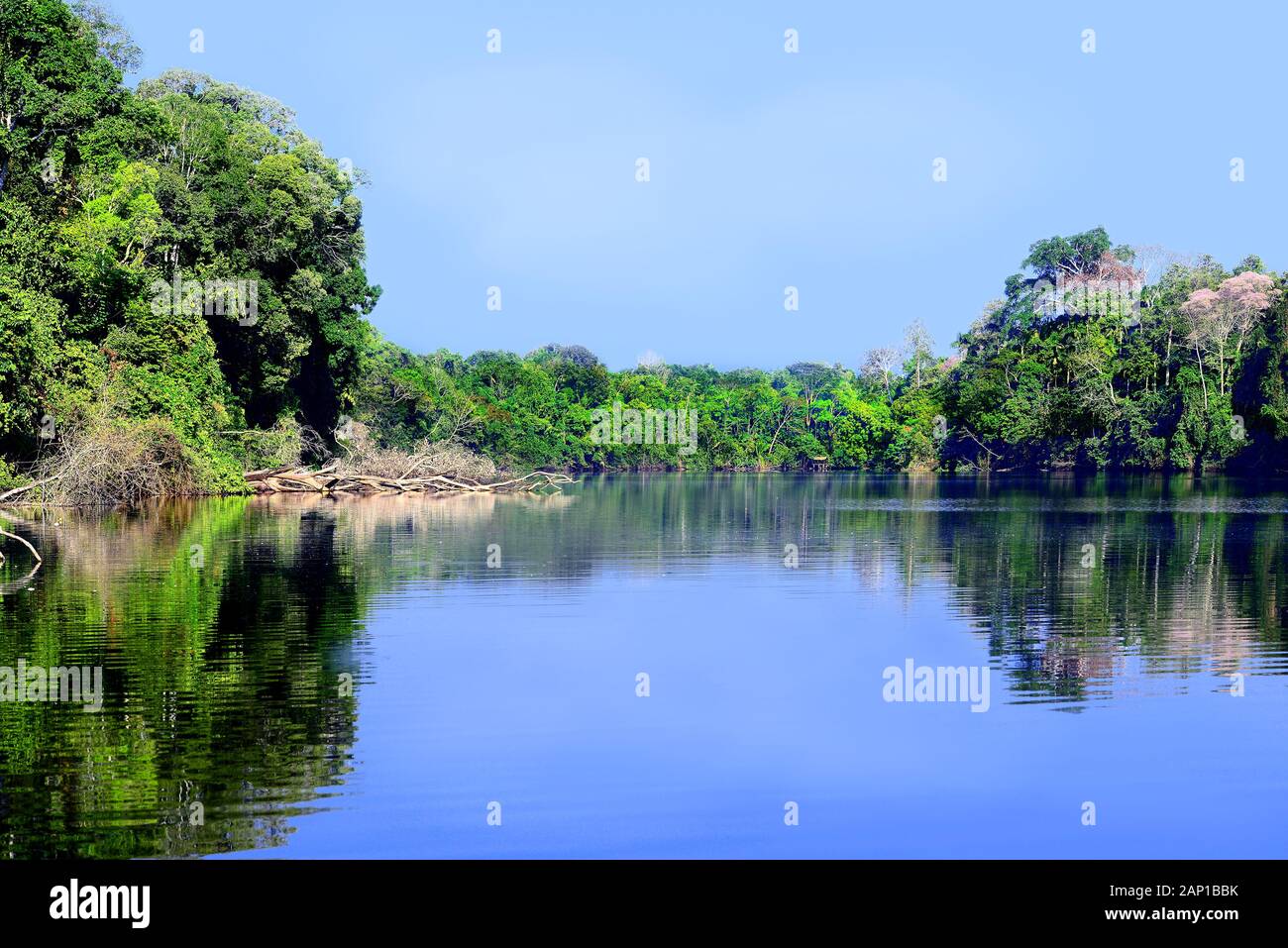 Beautiful blue lake in the Selva region of Peru. The blue sky and the blue lake are separated by a jungle line. Stock Photo
