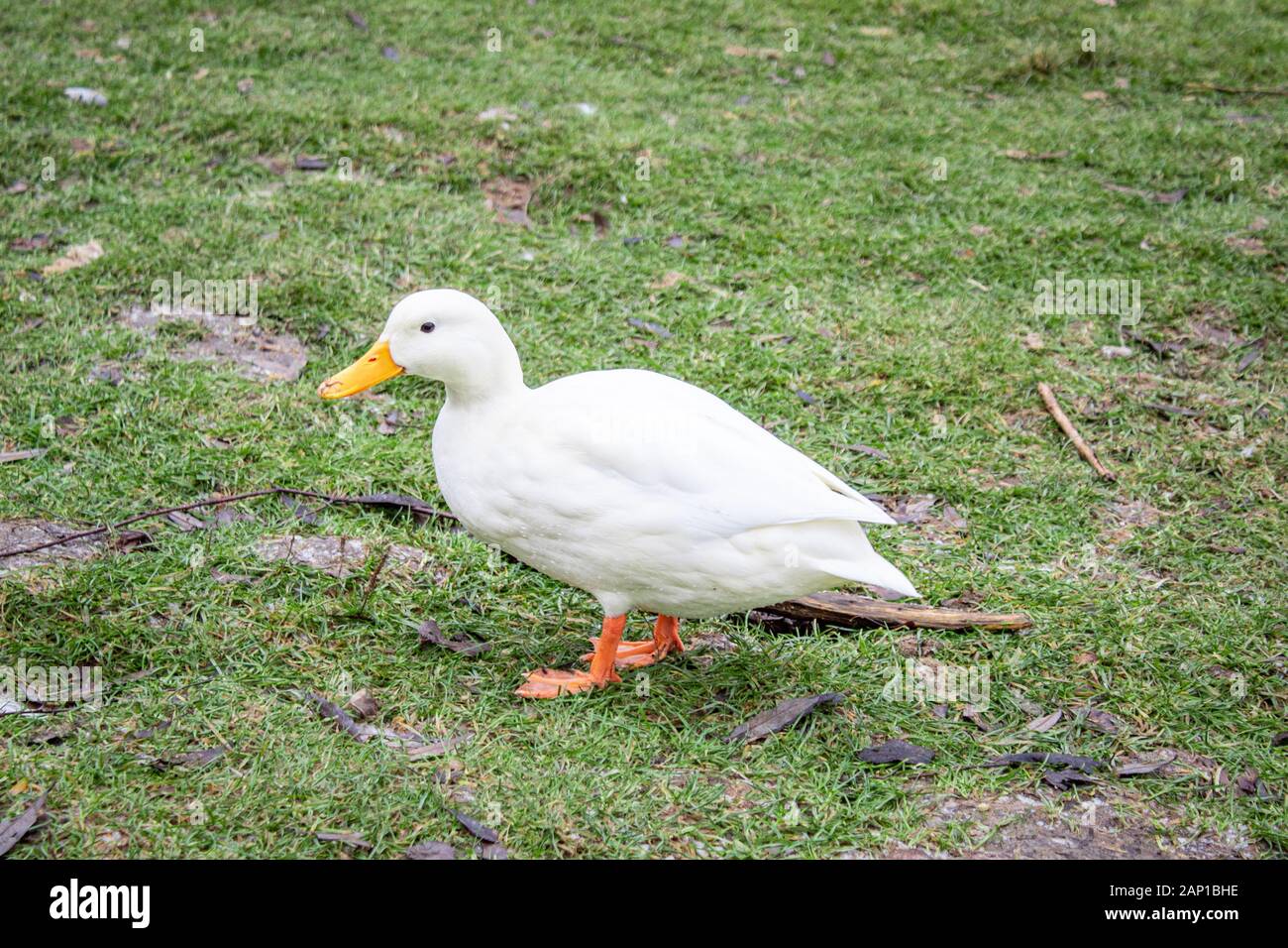 Duck walking hires stock photography and images Alamy