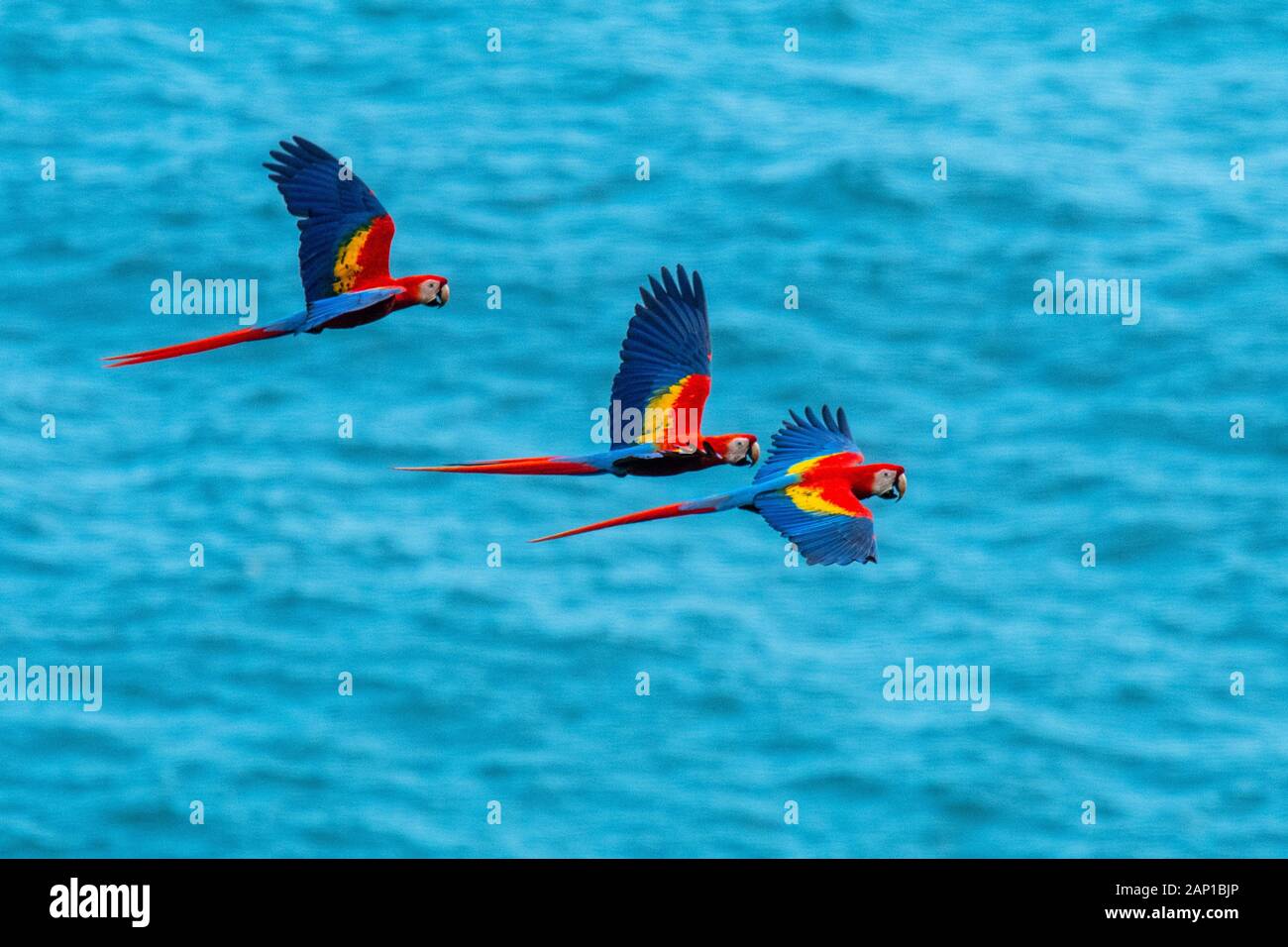 three scarlet macaws flying over Pacific Ocean in Costa Rica Stock Photo