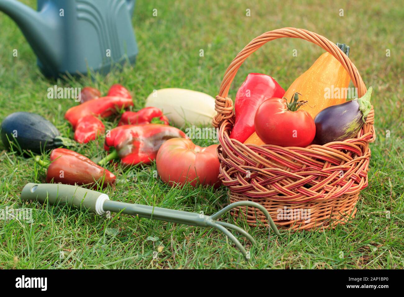 Just picked zucchini, eggplant, tomato and bell pepper with a wicker basket, rake and watering can on green grass. Just harvested vegetables. Stock Photo