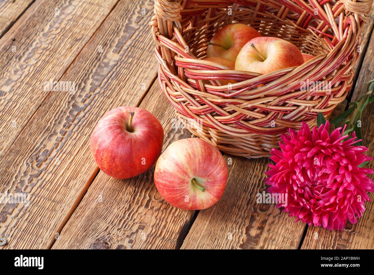 Picked apples in a wicker basket and aster flower on old wooden boards. Just harvested fruits. Top view. Stock Photo