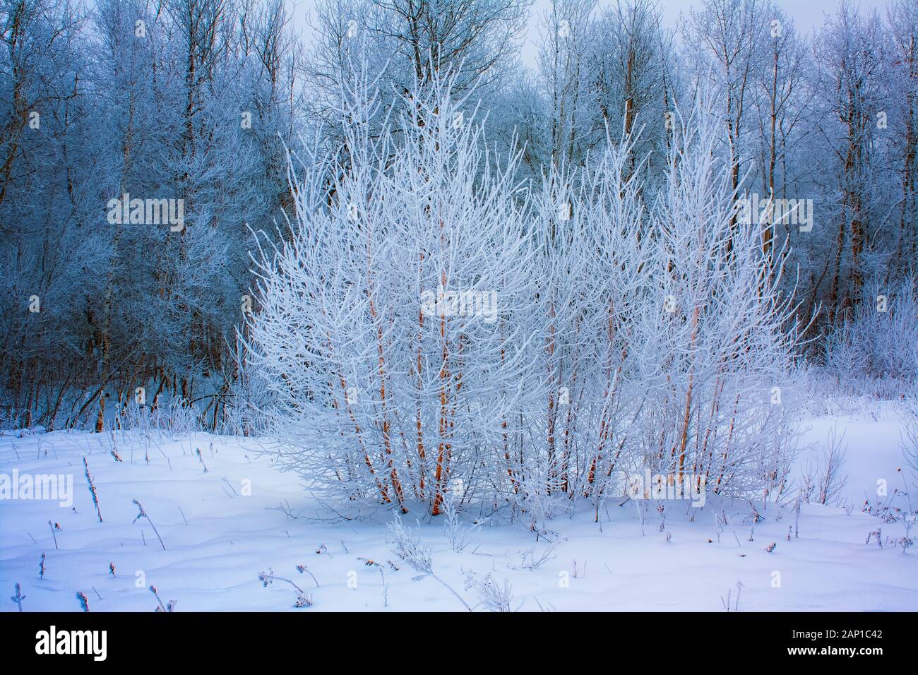 Small frosted trees in forest snowfield Stock Photo