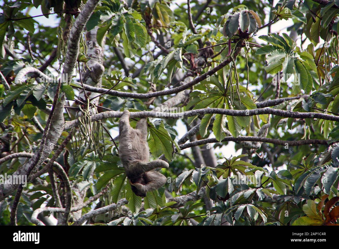 Sloth hangs from a branch in a tree in Costa Rica Stock Photo
