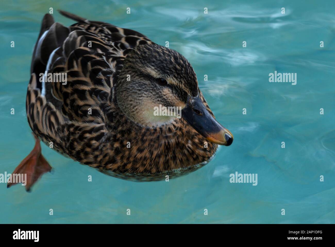 Female mallard, close up of one of the most common duck species Stock