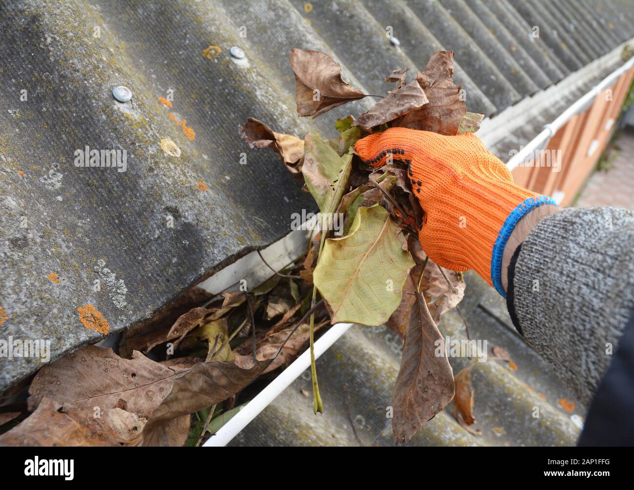 Roofer Hand Cleaning Rain Gutter from Leaves in Autumn. Roof Gutter