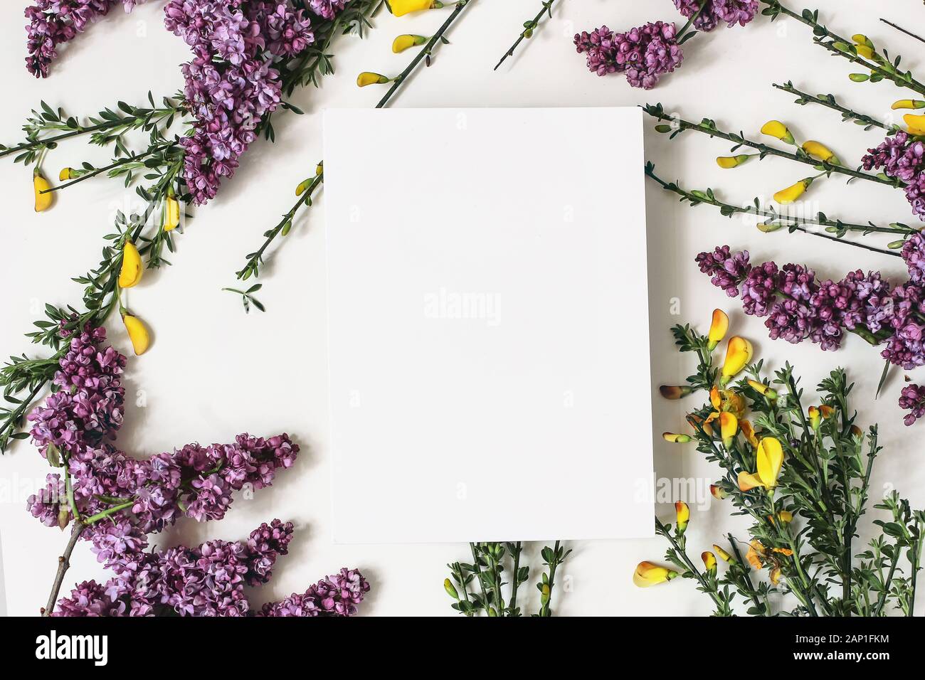 Spring botanical floral composition. Greeting card mockups scene. Decorative frame, banner made of purple lilac, yellow broom Cytisus flowers and bran Stock Photo