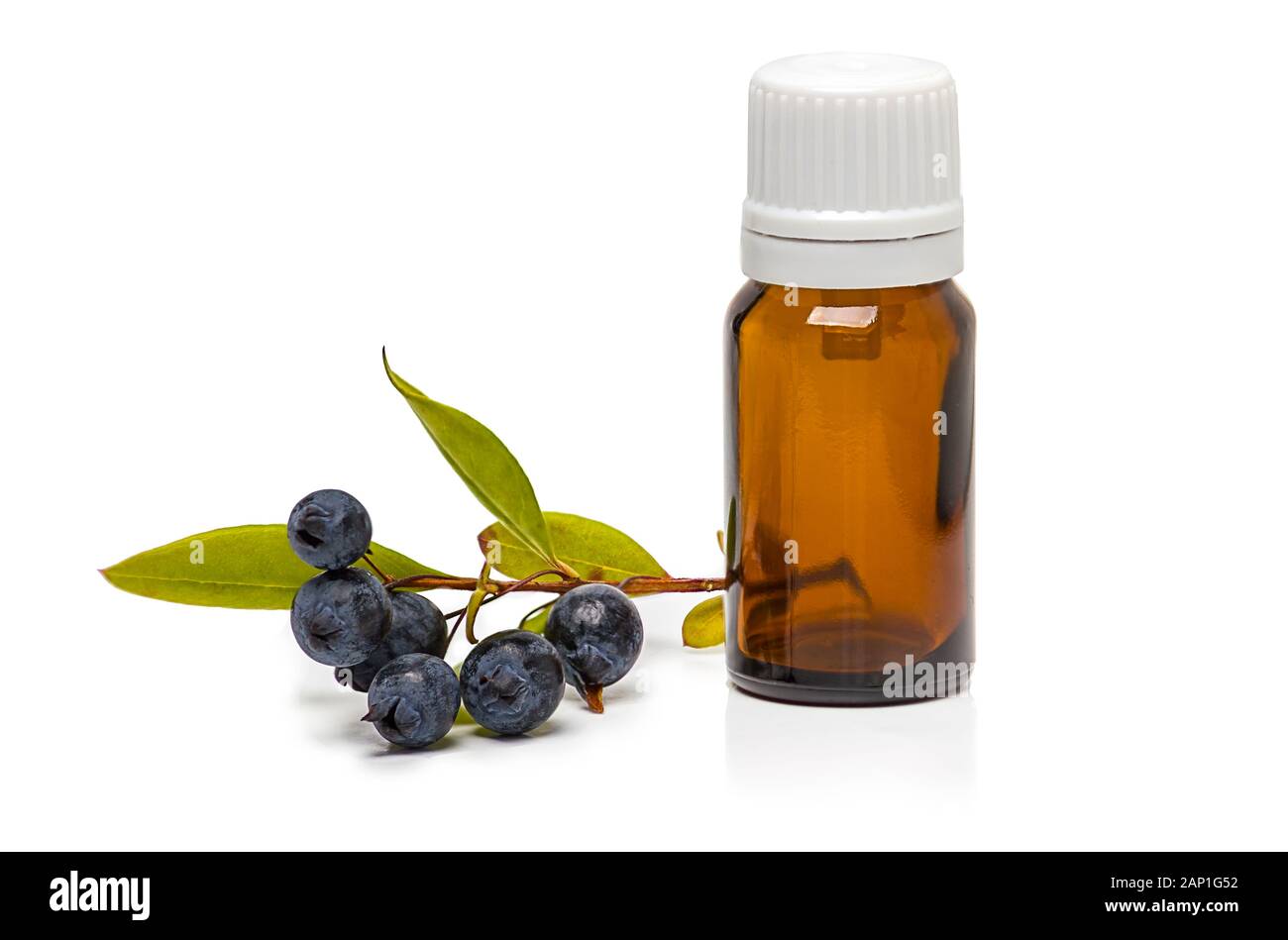 myrtle berries and bottle of essential oil isolated on white background Stock Photo