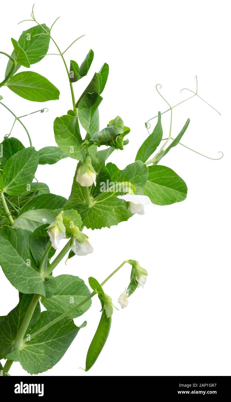 Peas plant with flowers and pods isolated on white. Pea plant (pisum sativum)  growing in a garden. Stock Photo