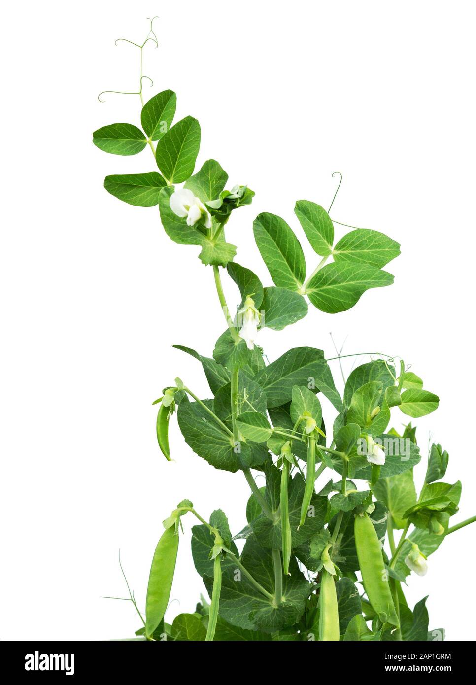 Peas plant with flowers and pods isolated on white. Pea plant (pisum sativum)  growing in a garden. Stock Photo