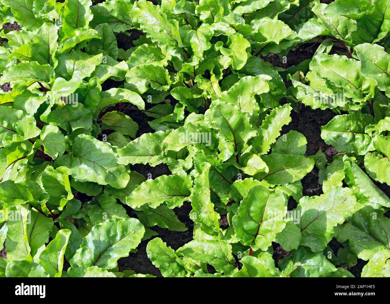 Beet leaves. Beetroot leaves, fresh beet leaf us background. Beet green