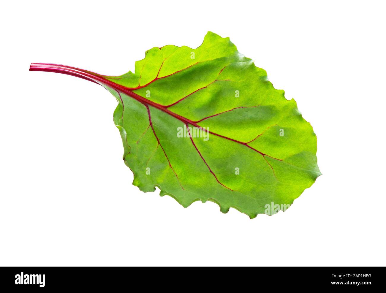 Beet leaves. Beetroot leaves, fresh beet leaf isolated on white background Stock Photo