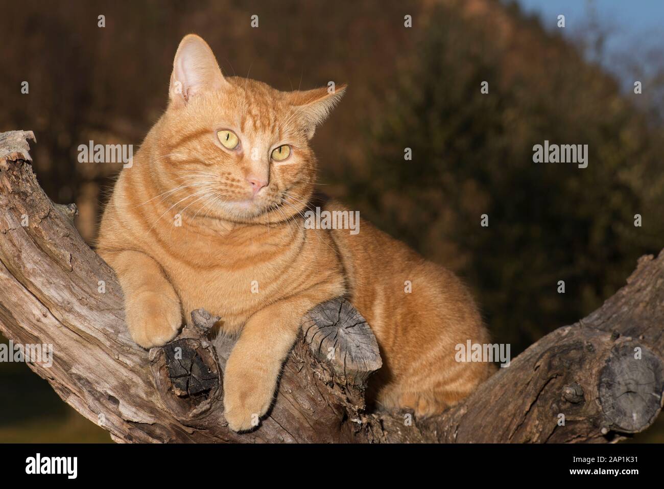 Ginger tabby cat in a tree Stock Photo - Alamy
