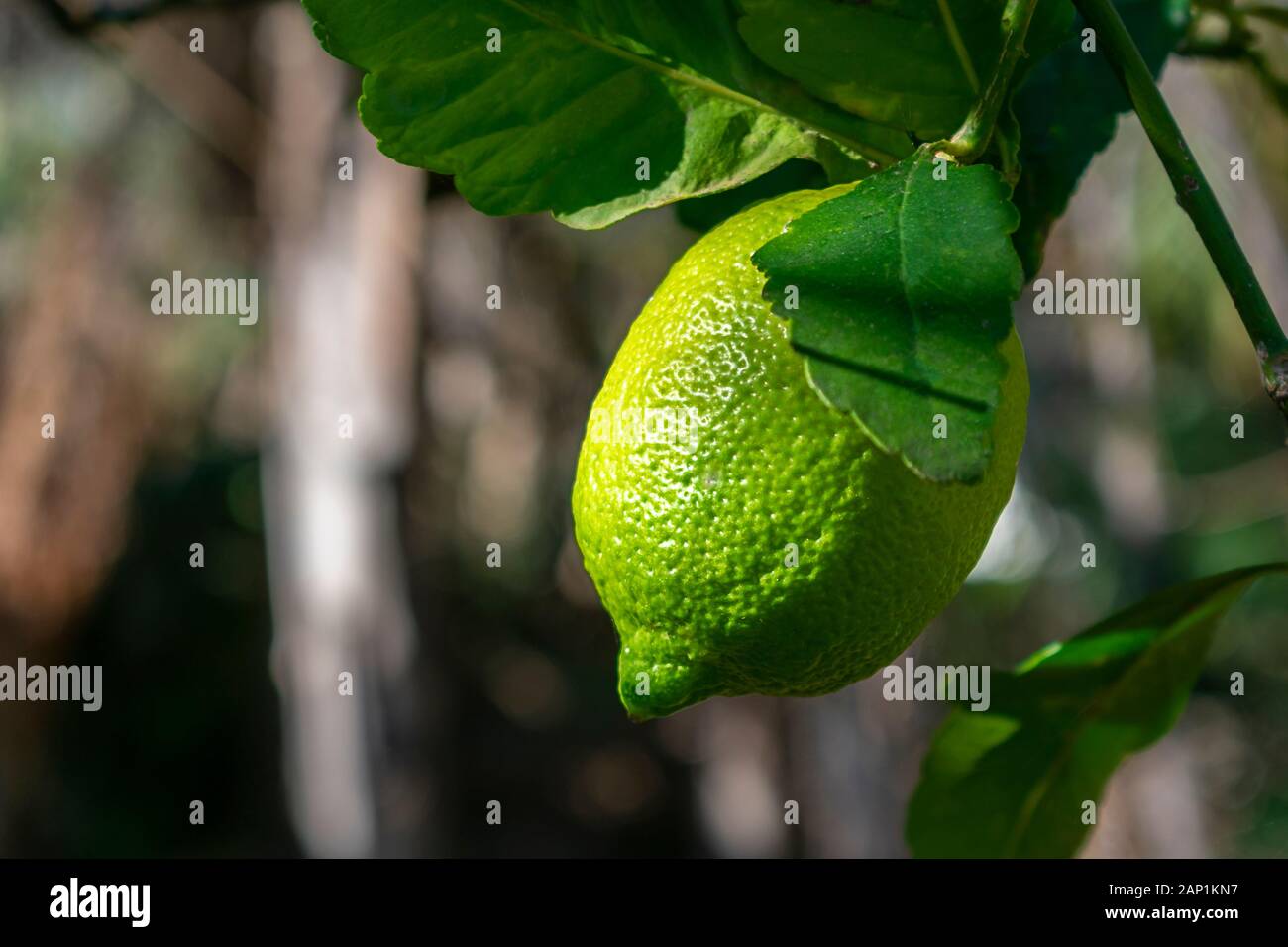Green organic lemon fruit on the tree, in a sunny winter day Stock Photo