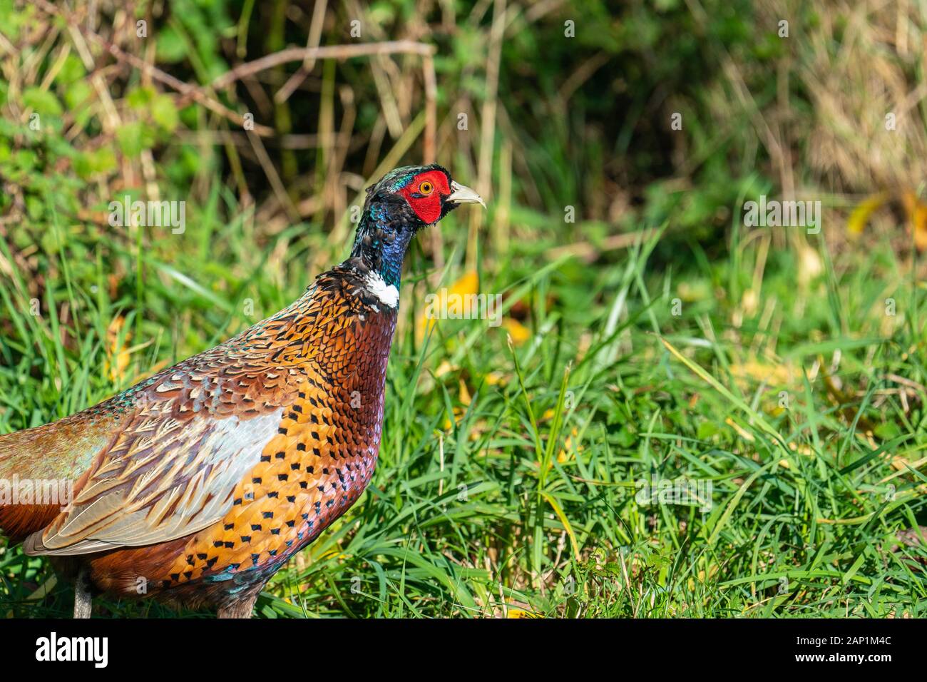 Close up of a male Ring Necked Pheasant (Phasianus colchicus) looking down and walking from left to right Stock Photo