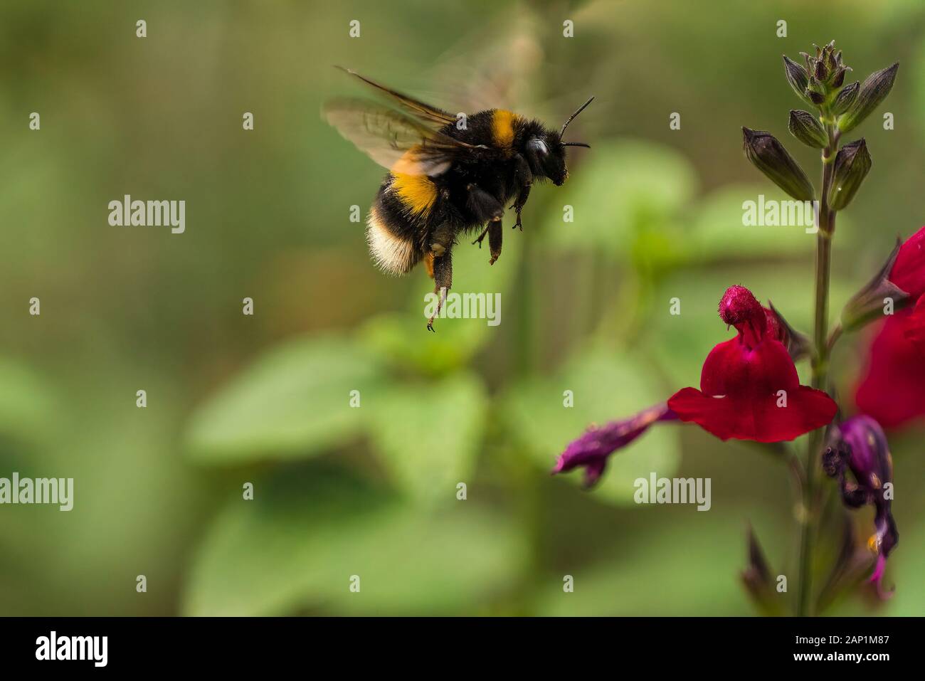 Buff-tailed Bumblebee (Bombus terrestris) in flight, above a dark pink salvia flower on a bright sunny day Stock Photo