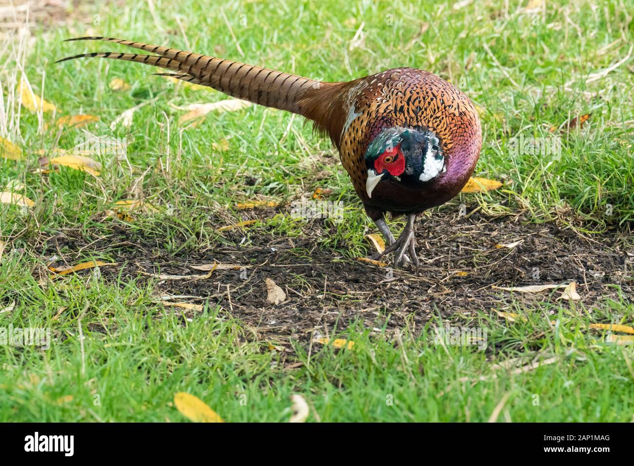 Close up of a male Ring Necked Pheasant (Phasianus colchicus) looking down and walking towards camera Stock Photo