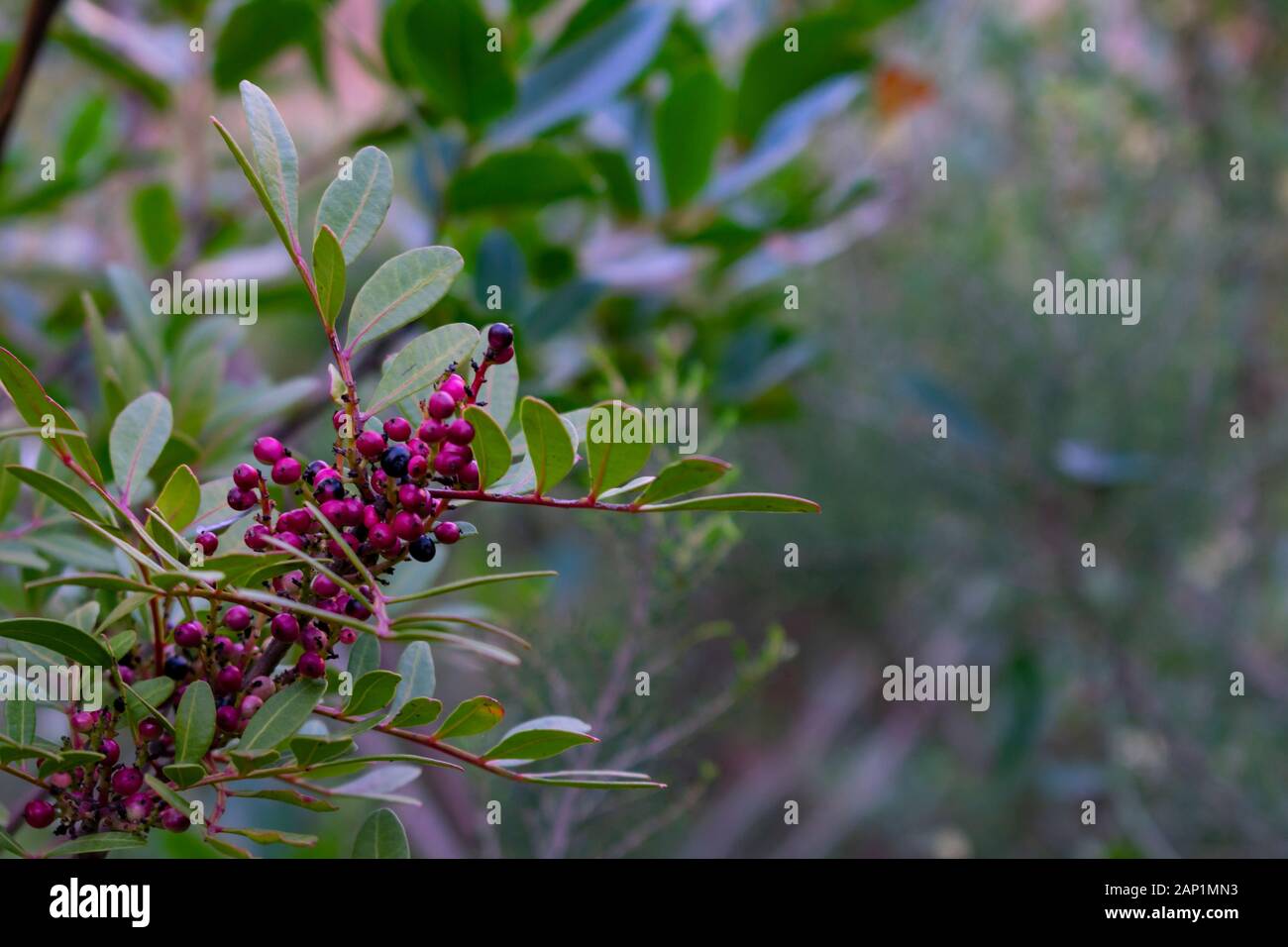 Pistacia lentiscus, lentisk red Berries in nature, with dark background Stock Photo