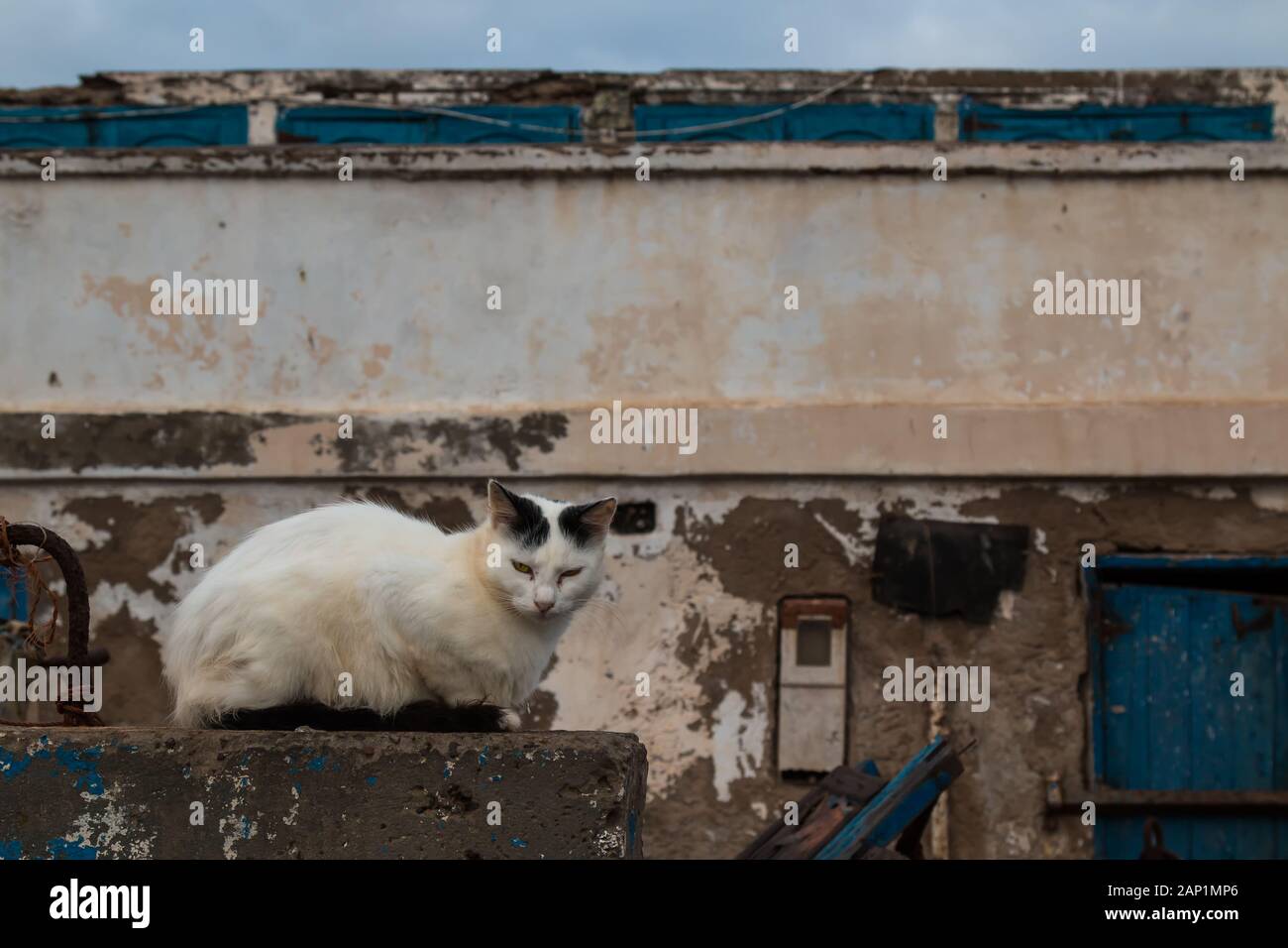 White cat with black ears sale and tail