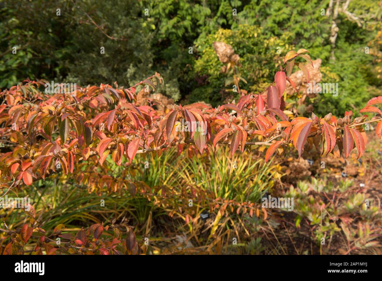 Bright Autumn Colours of a Tall Stewartia Tree (Stewartia monadelpha ...