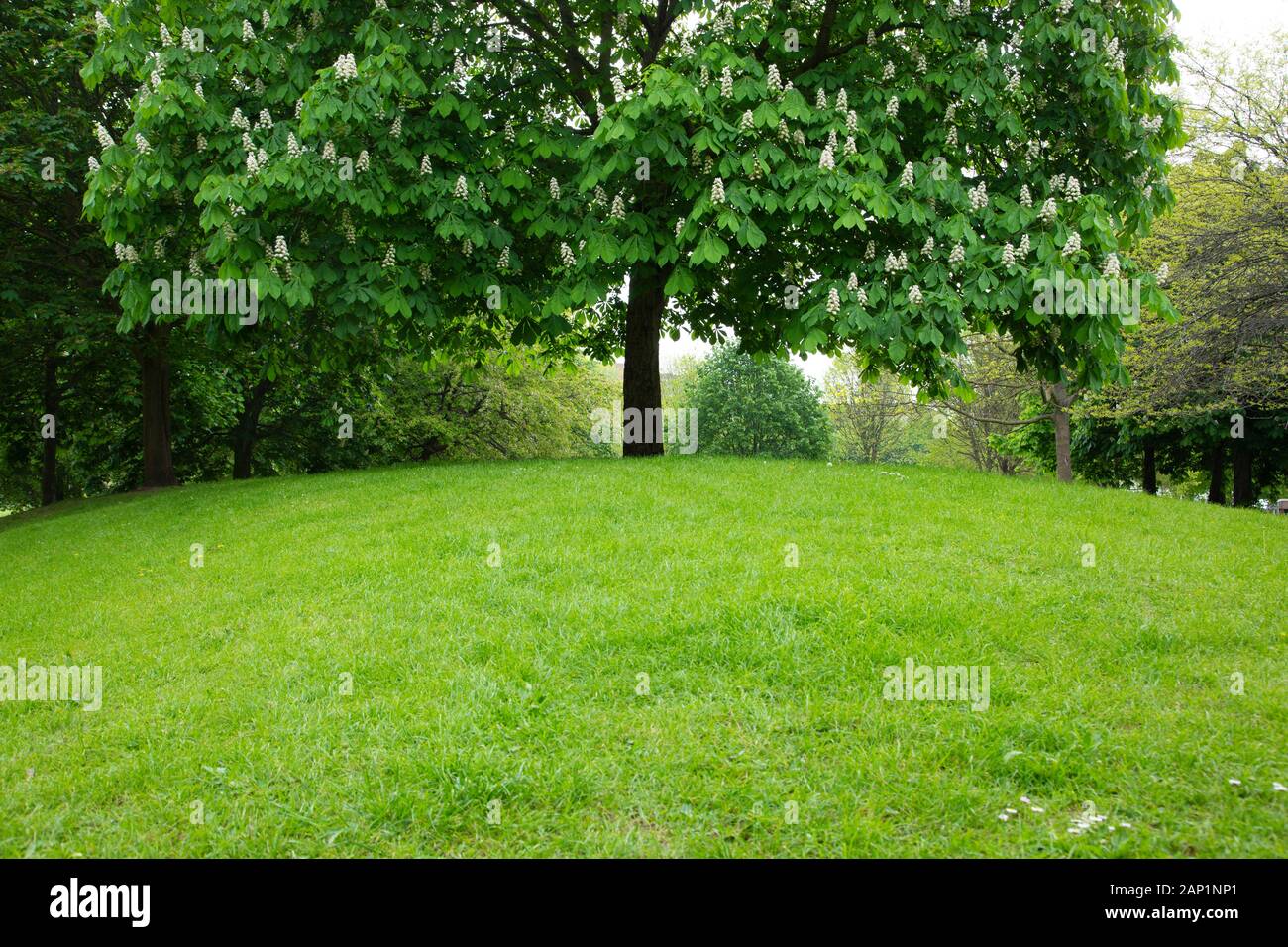 At the top of a grassy mound in Vauxhall Gardens, a London park, is a Horse chestnut tree with its white flower spikes standing up like candlesticks. Stock Photo
