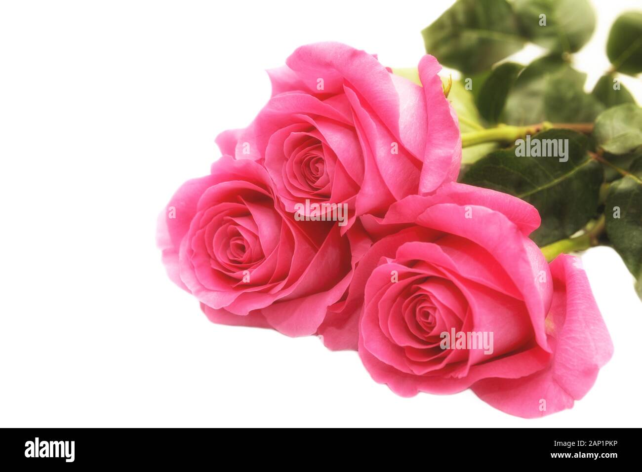 Bouquet of three pink roses isolated on a white background Stock Photo ...